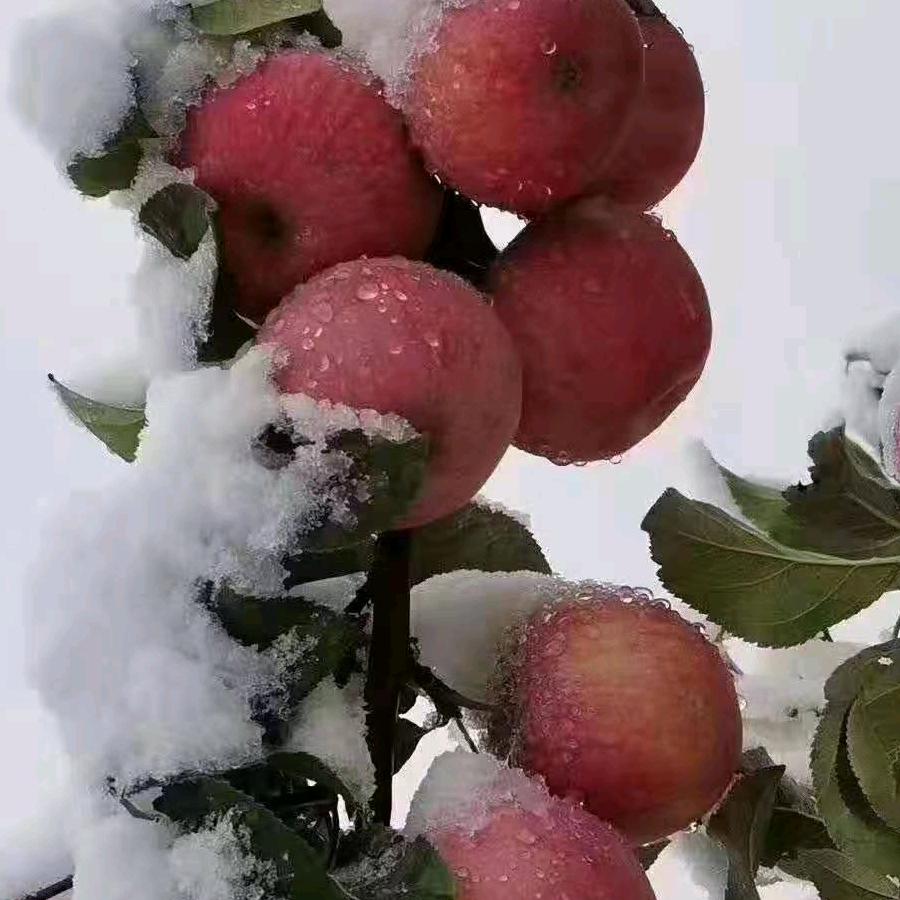 花🌸儿姐