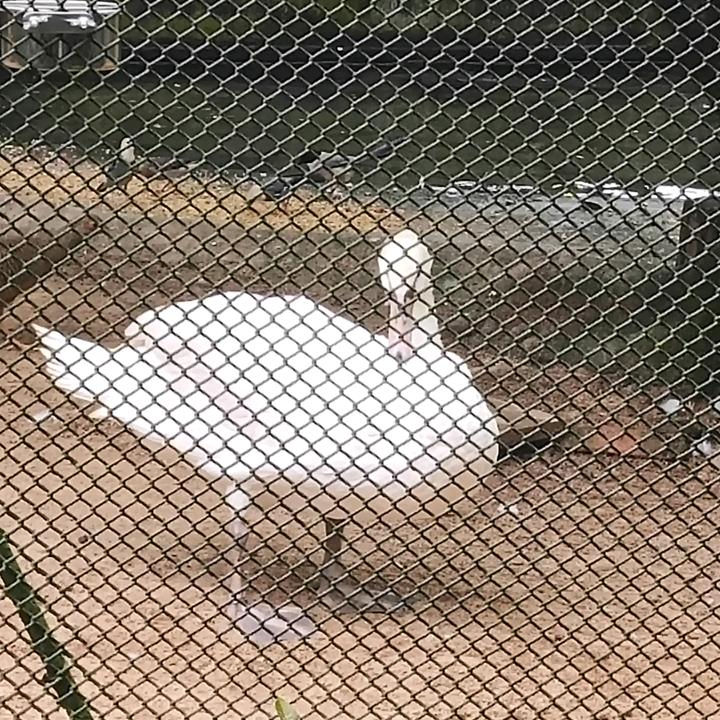 晓晓燕，带娃中