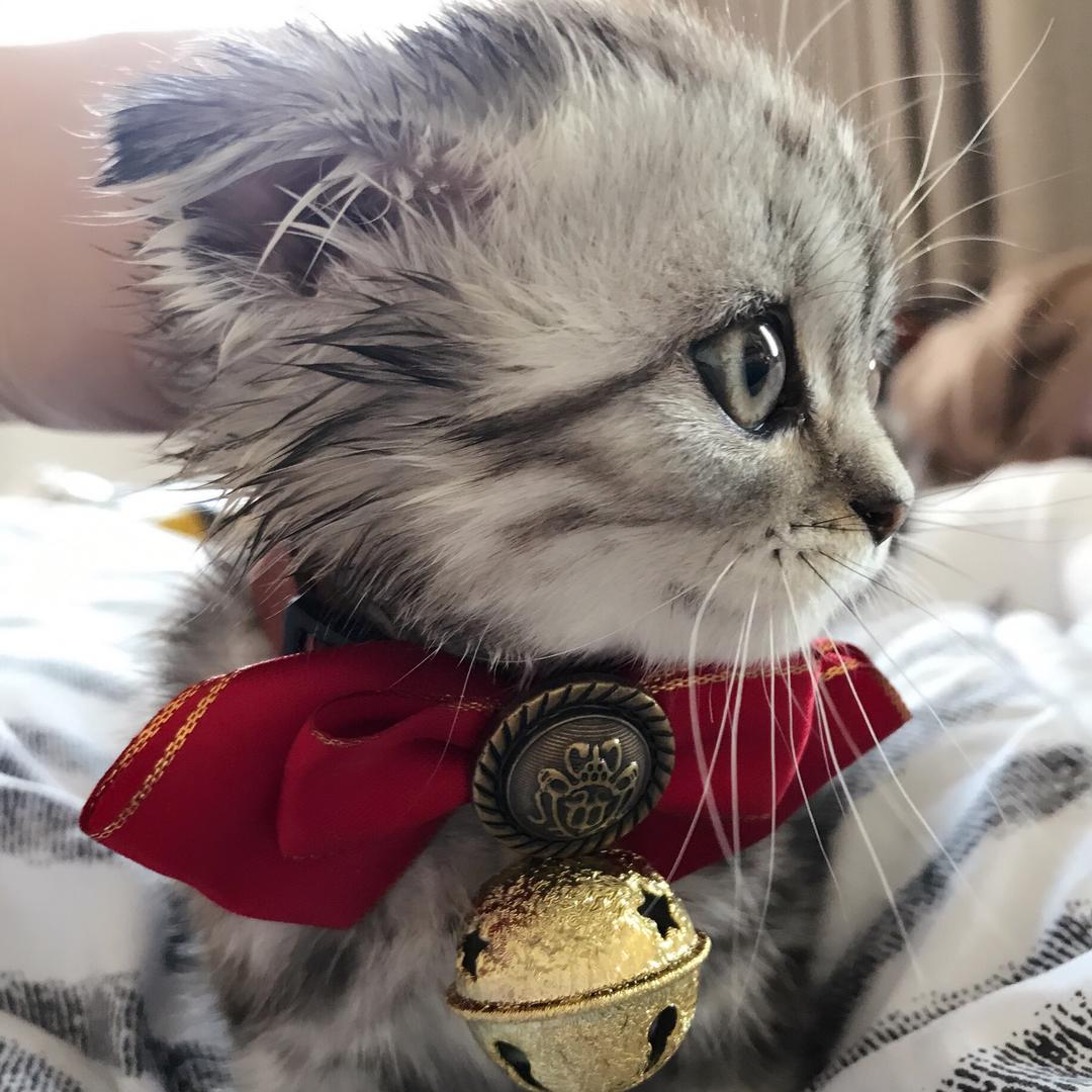 Panda是只猫