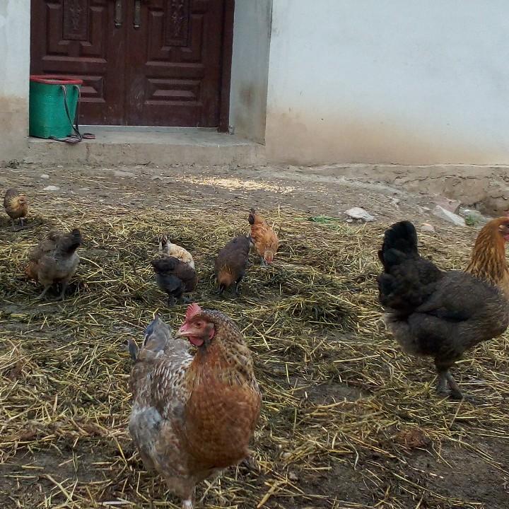 丽江奉科黄明阿军