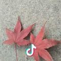 枫叶红