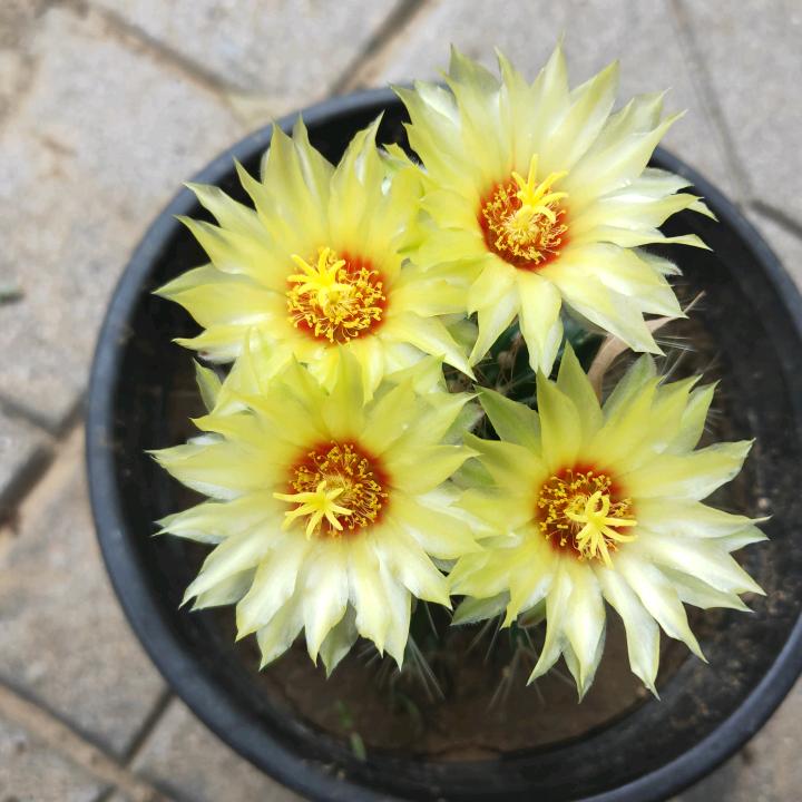 如欣