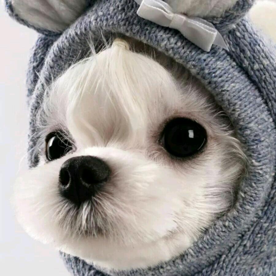 刚小炮
