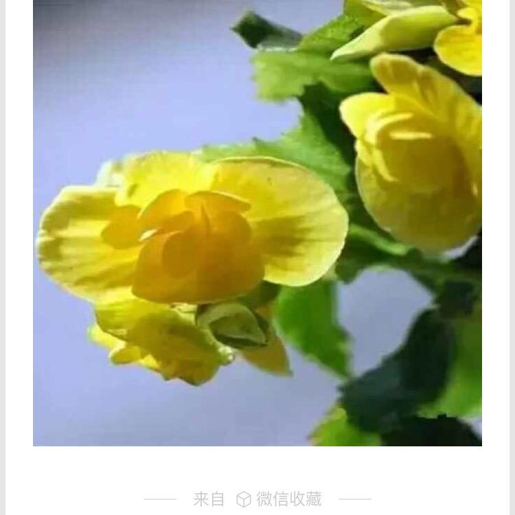 人生如歌