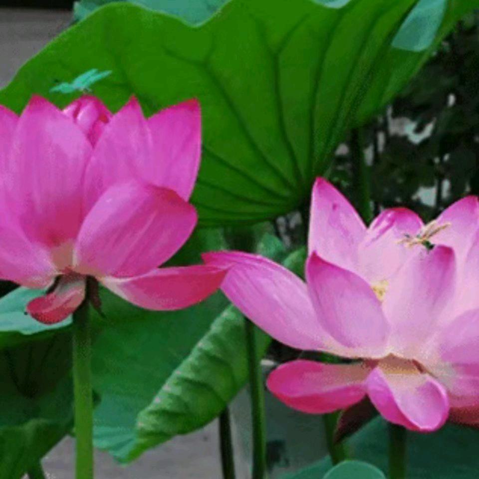 朝花夕拾