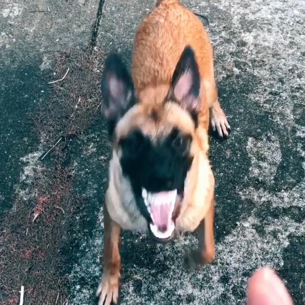 东莞🐕马犬强