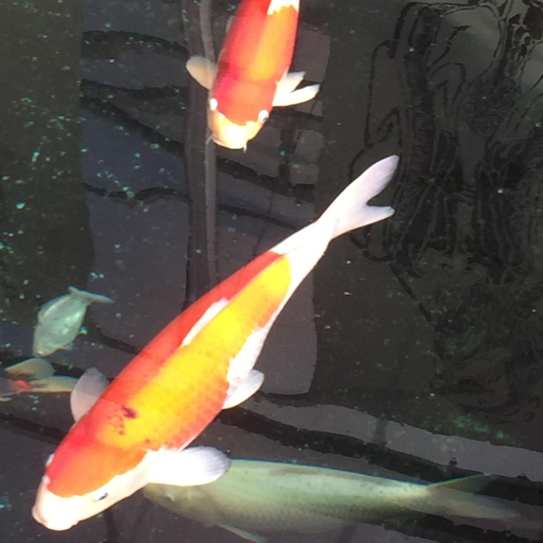 孟祥克