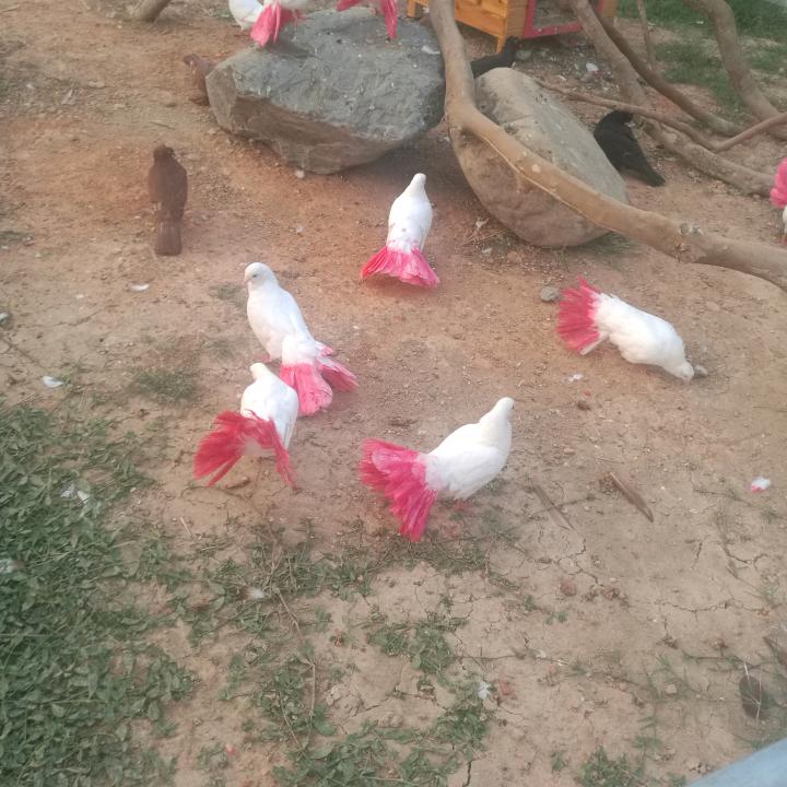 枫叶落落（每晚18点直播）