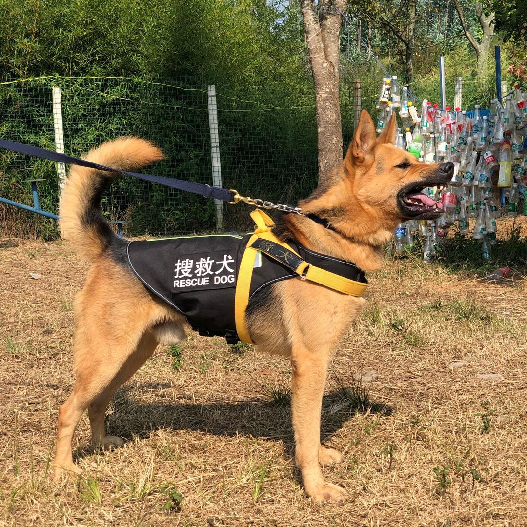 宇诚昆明犬