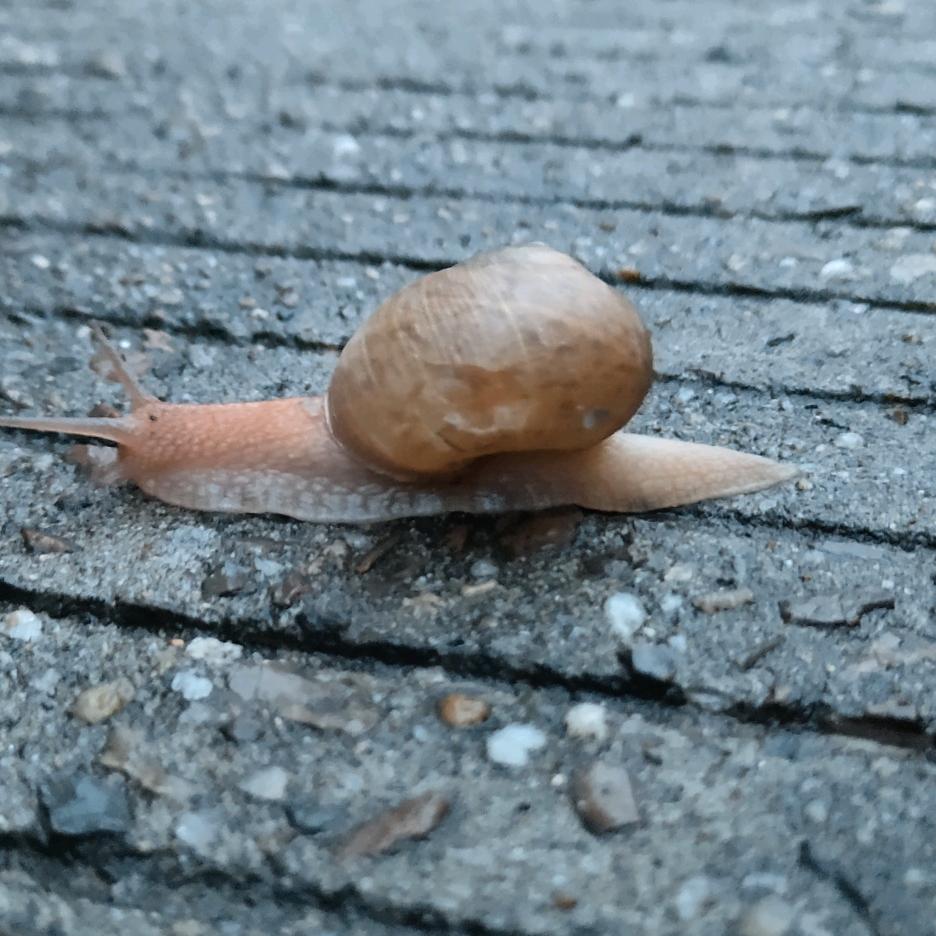 🍂梧桐叶落