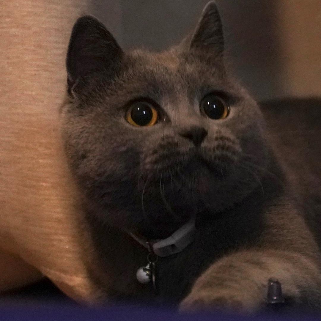 大皮皮猫