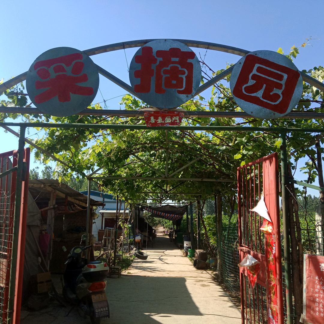 圆通寺赵家杏桃釆摘园
