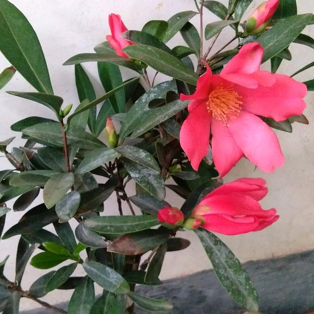 爱养花喂鸟的小老头