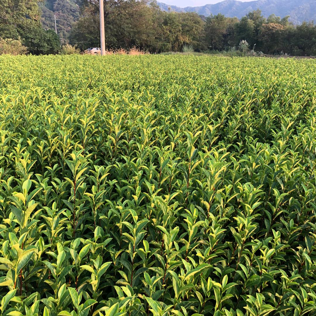 红旗一号早茶苗小祝