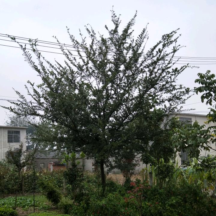 阿三