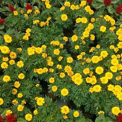 🌸🌸华🌸儿🌸🌸