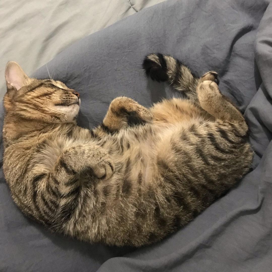 团子是只猫