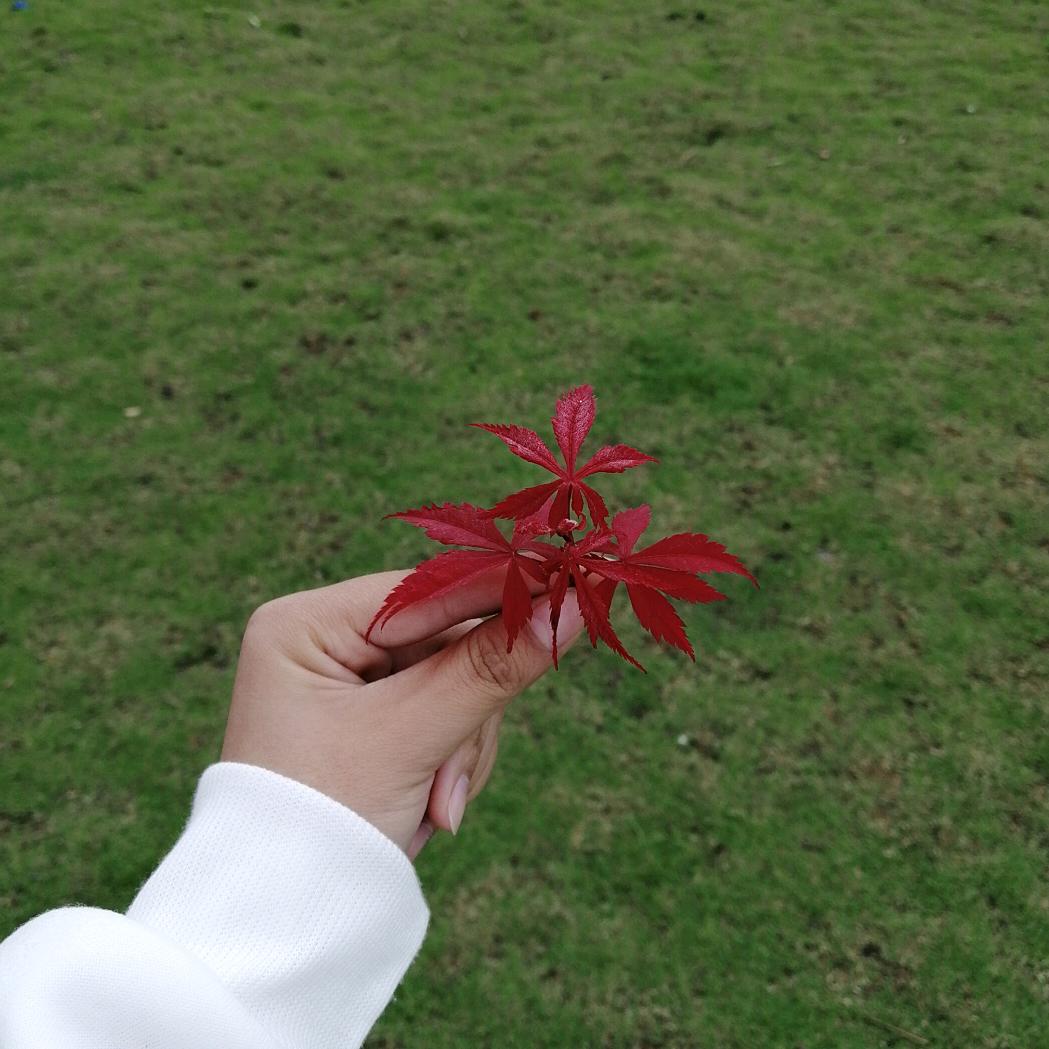 幺妹儿呀