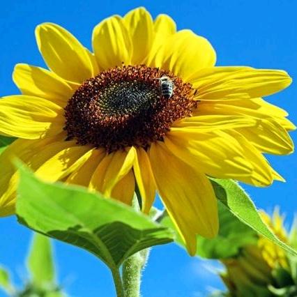 美丽的向日葵洲洲