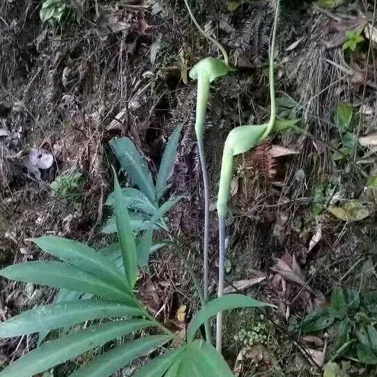 悠悠我心