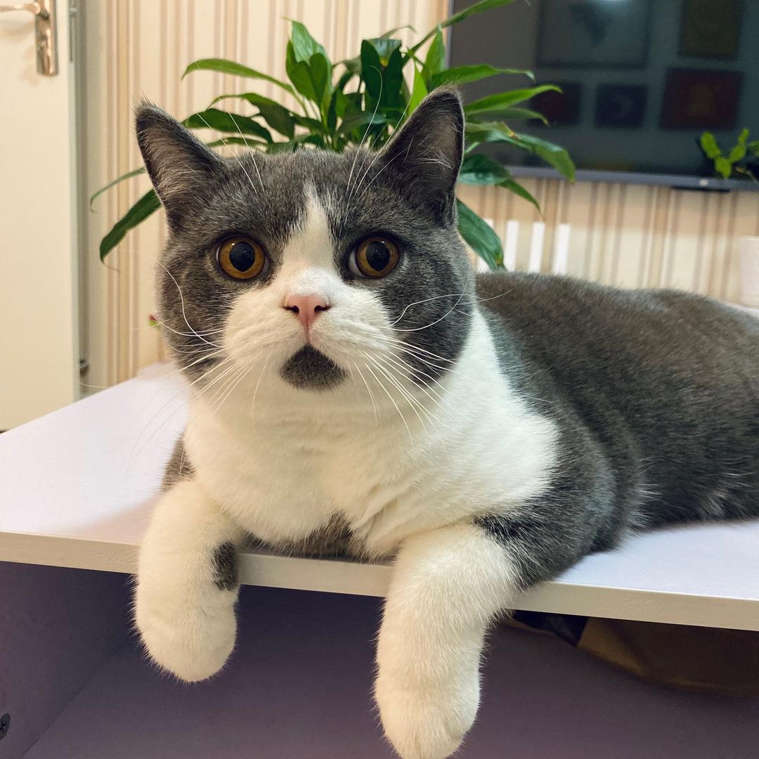 肉桂是只猫