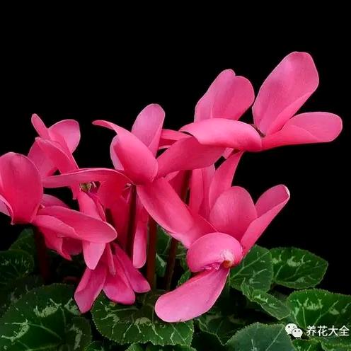 付云群
