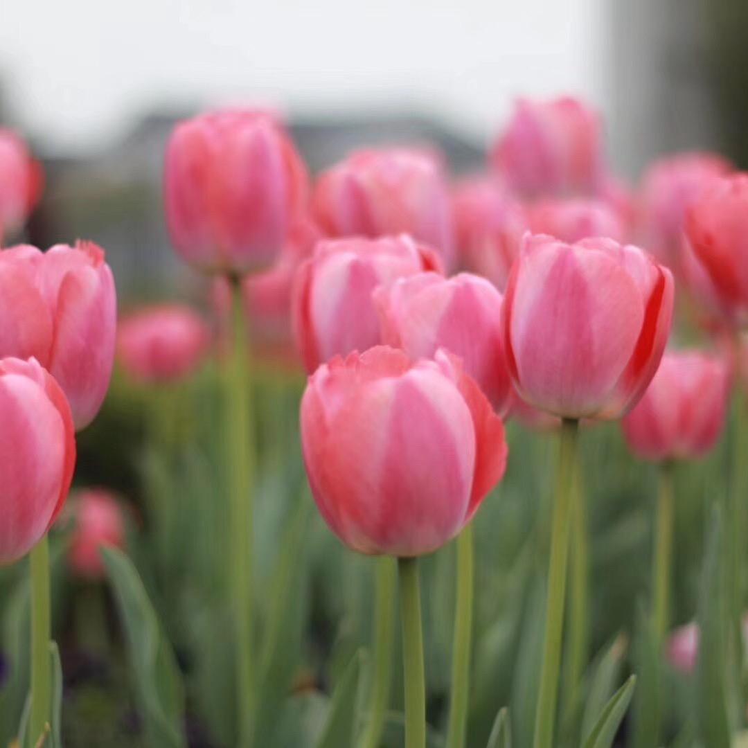 紫阳祛斑终点站李香