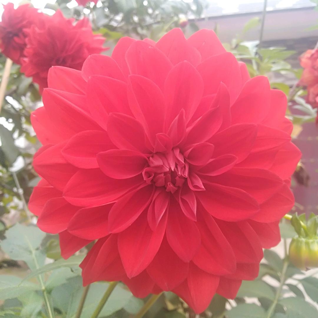 虹玉