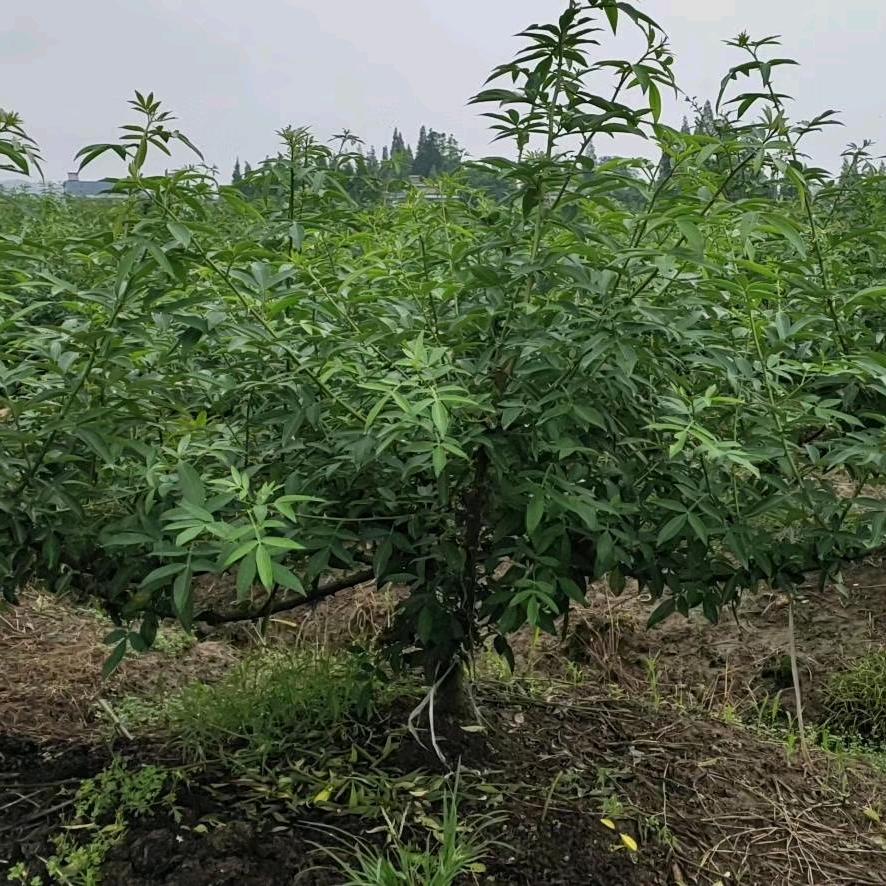 大树