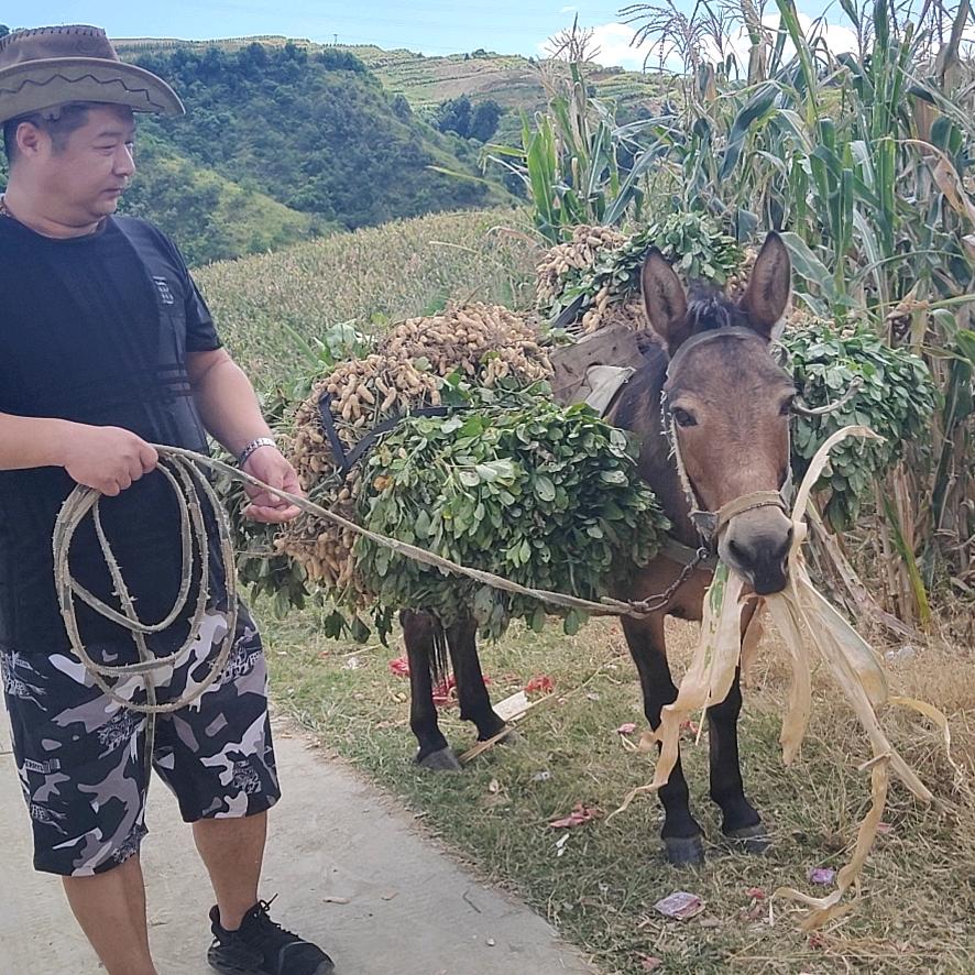 山东实在人