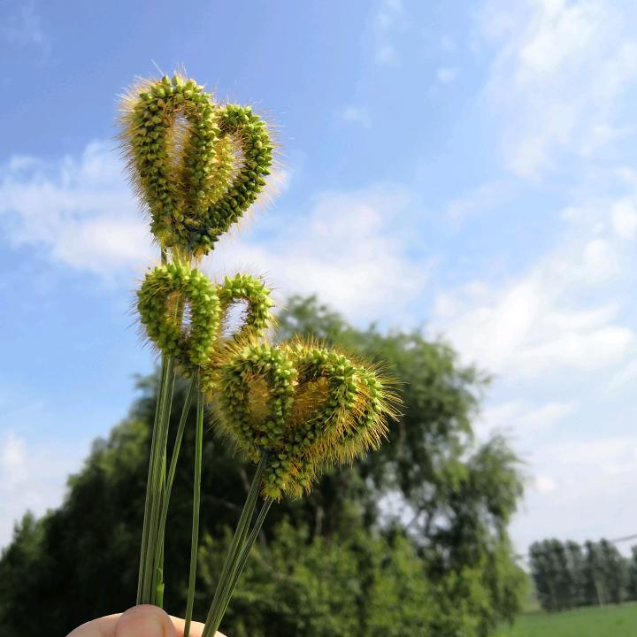 一顾再顾草本灸湿寒调理