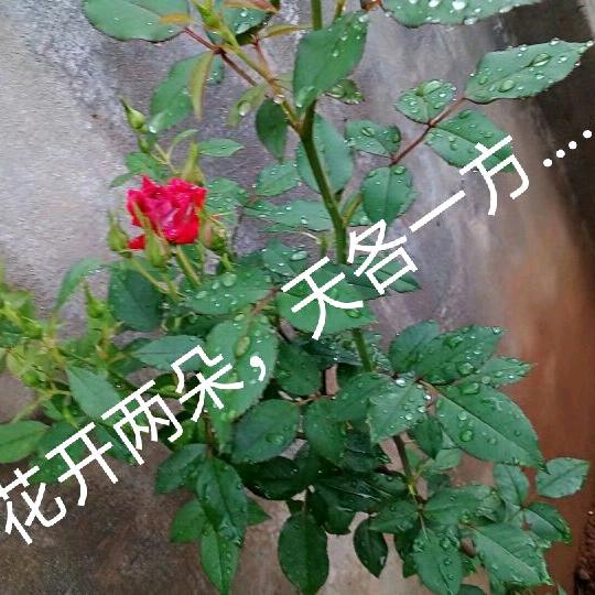 浪漫红尘