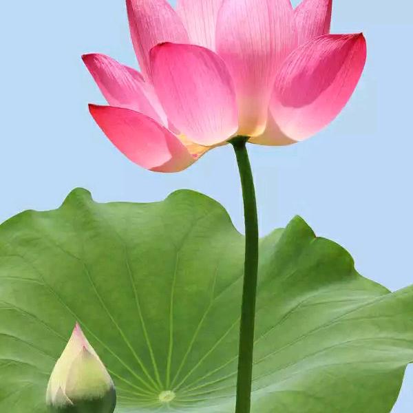 微笑🦋掩盖꧔ꦿ᭄忧伤