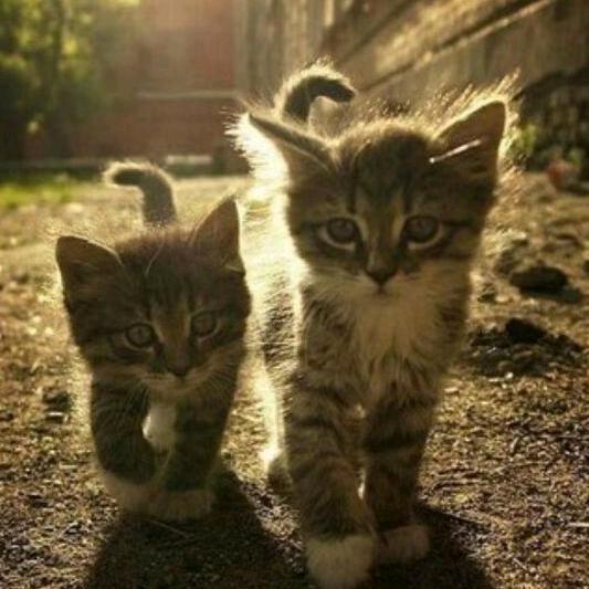 猫小路