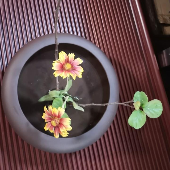 茶女