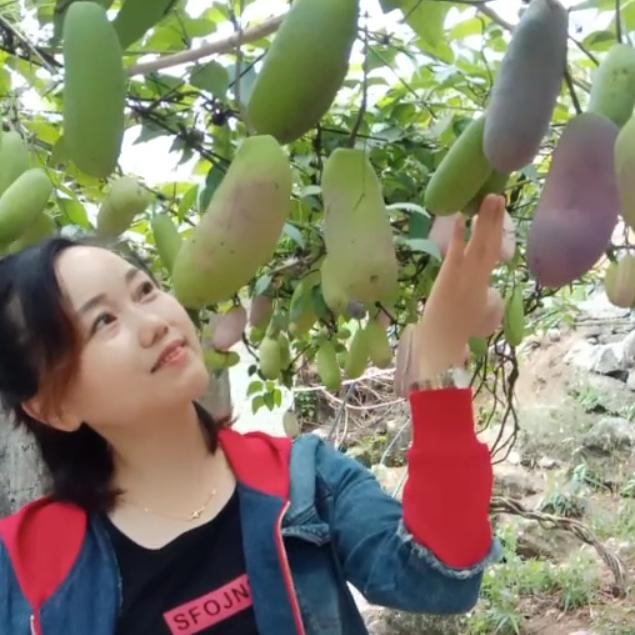天使八月瓜种植果园