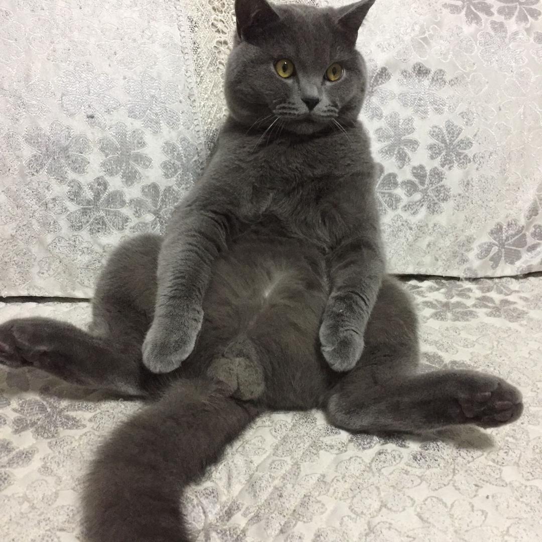 馍馍