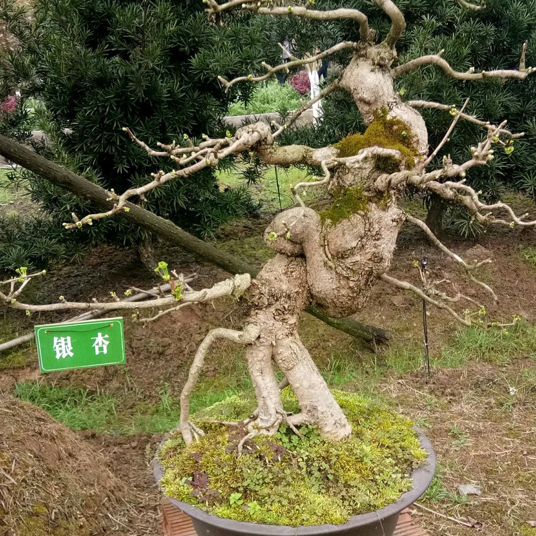 杏福双桥（专业砍树）