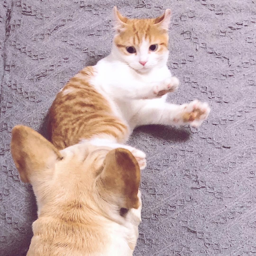 卷卷喵和猪猪包