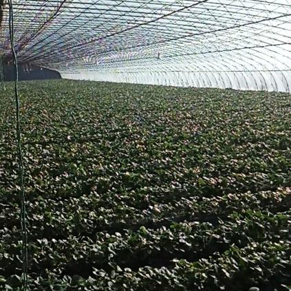 种草莓的九零后