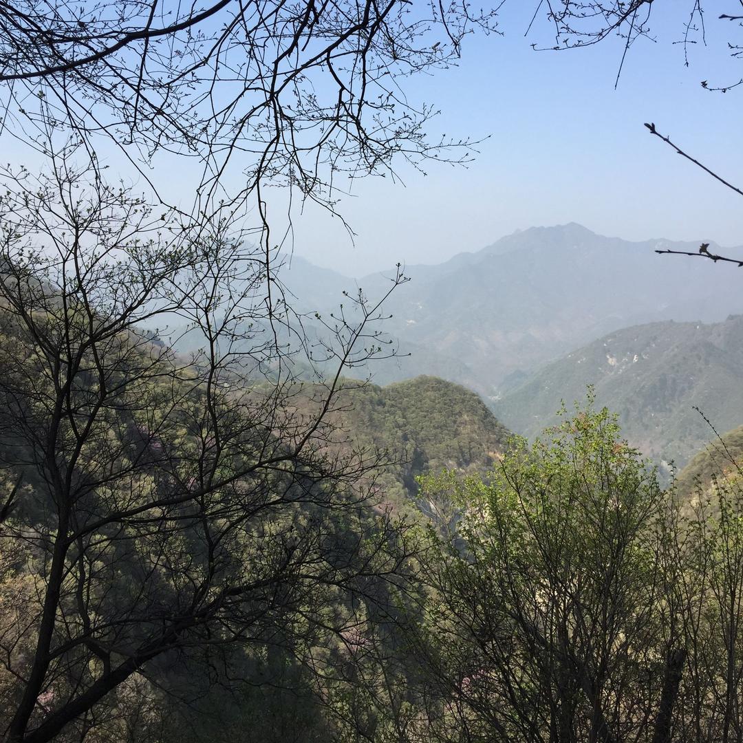 蓝湖树