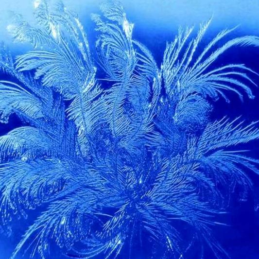 冰凌花