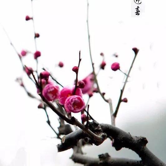 知足常乐