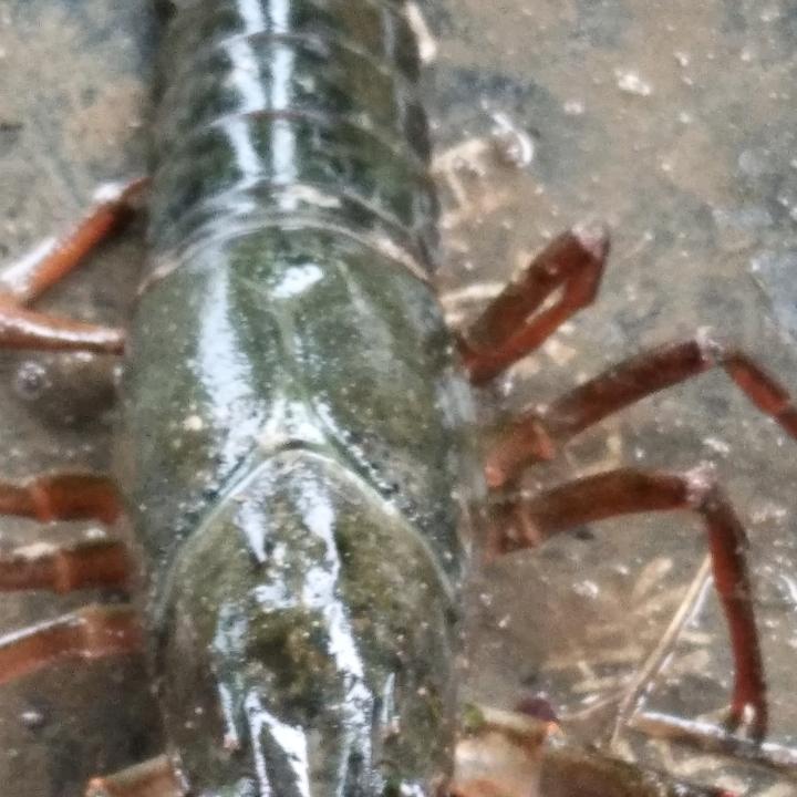 龙虾王尤波