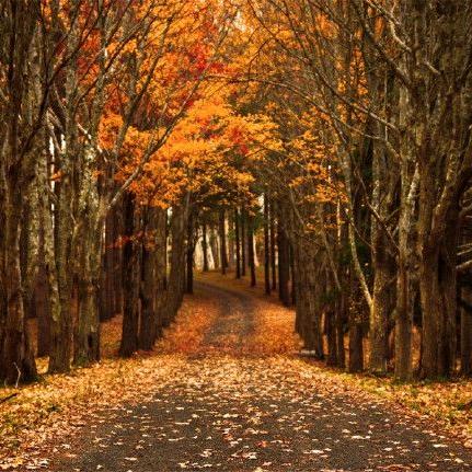 一缕青丝愁华年