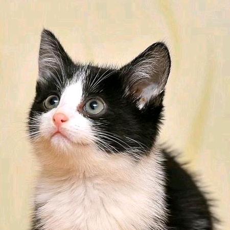 你是哪块小饼干