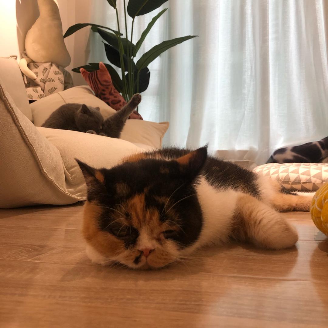JazzCat
