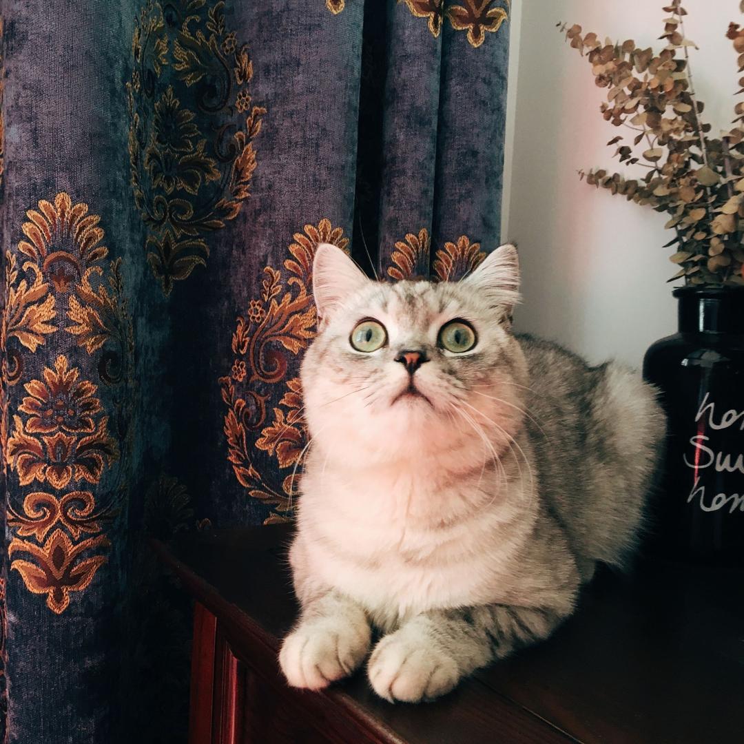 爱吃虾的小银猫