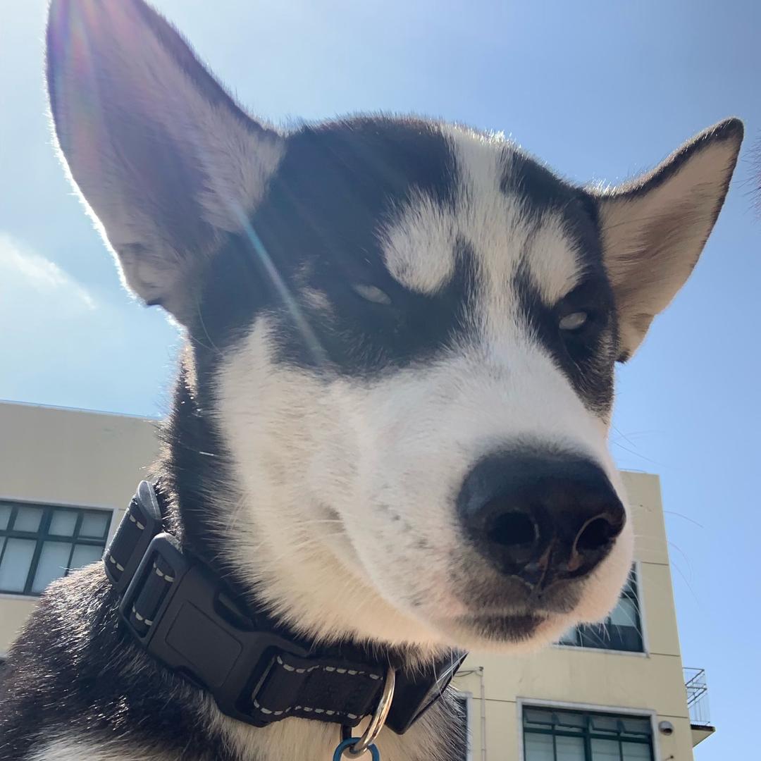 哈总喜欢tian奶盖儿