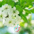夏秋的叶子